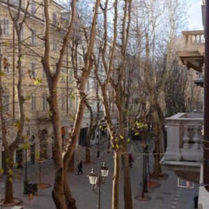 vista da balcone sul viale alberato